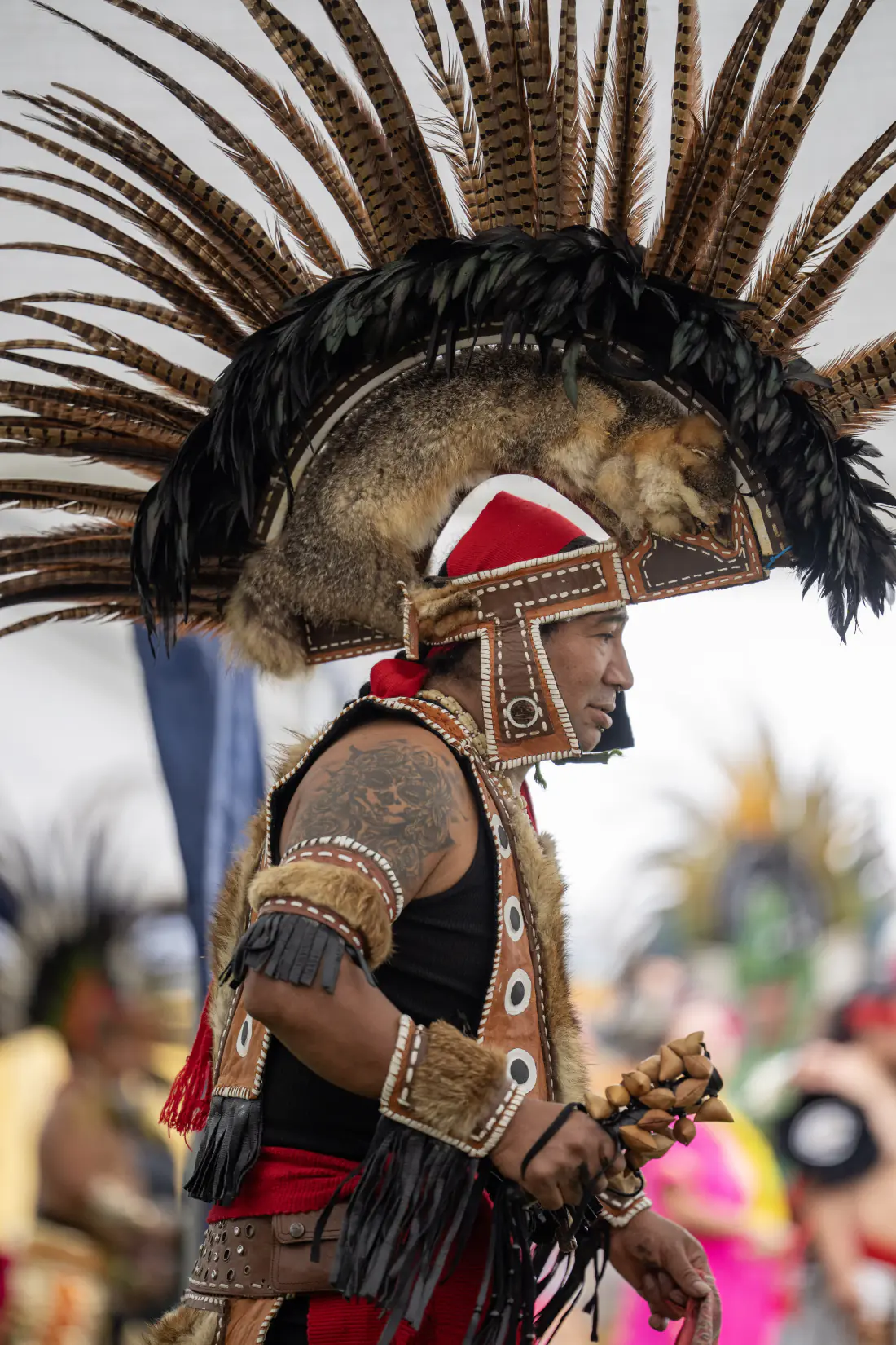 A dancer in a coyote-pelt and pheasant-feather headdress, calm profile